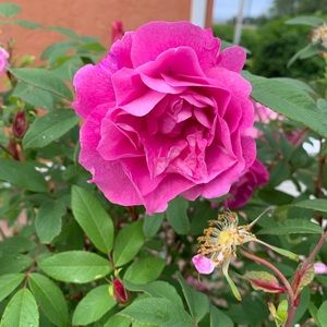 Meet your Posher, Dana